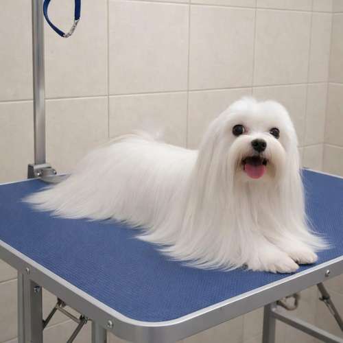 Hermosos Cachorros Maltés Puros – Entrega en Diciembre - Imagen 7