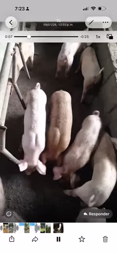 LECHONES EN VENTA 