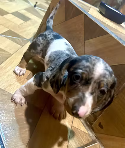 Vendo cachorra salchicha  - Imagen 4