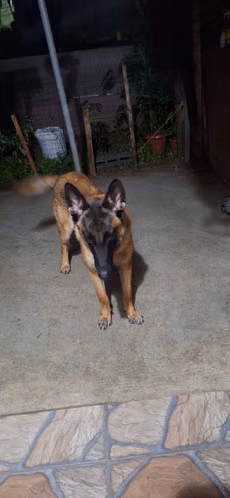 Cachorro de 8 meses Belga Mallinois - Imagen 2