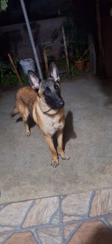 Cachorro de 8 meses Belga Mallinois - Imagen 1