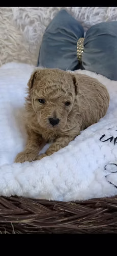 Hermosa poodle toy hembra