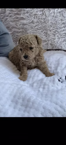 Hermosa poodle toy hembra - Imagen 2