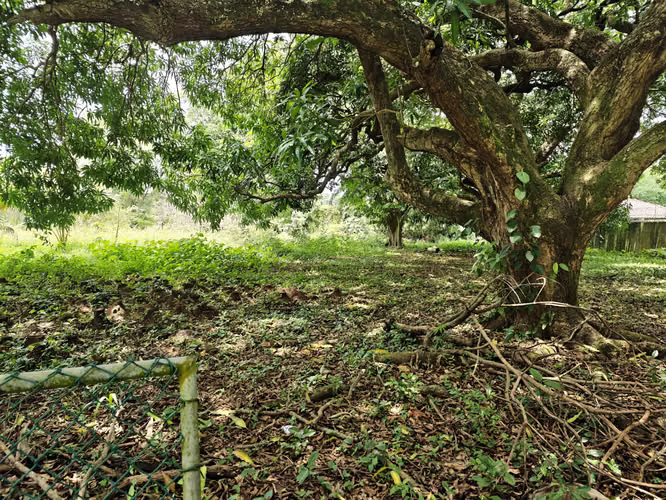 Se Vende Terreno en Amador 