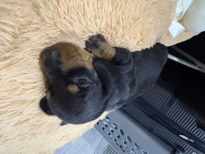 Perros salchichas - Imagen 2