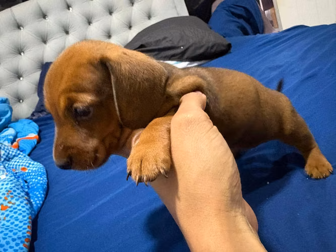Perros salchichas