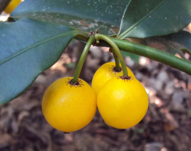 Vendo plantones de Garcinia Intermedia (Satra)