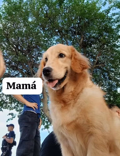 Golden retriever 
