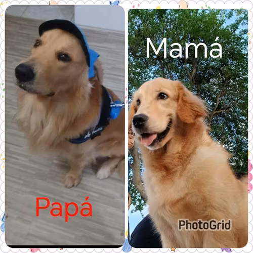 Golden retriever  - Imagen 2