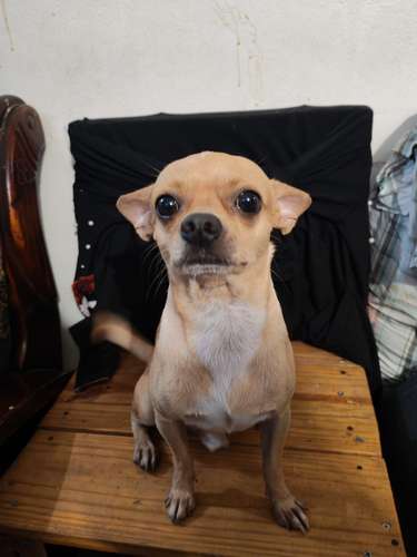 Chihuahuas puros cabeza de manzana
