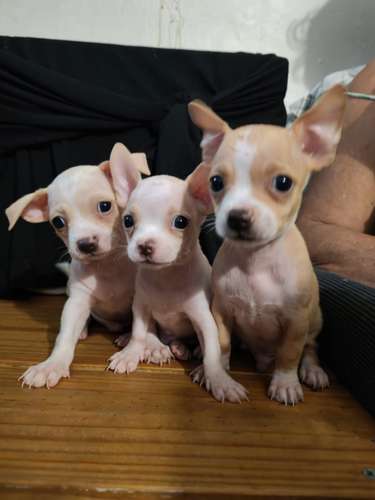 Chihuahuas pure apple head