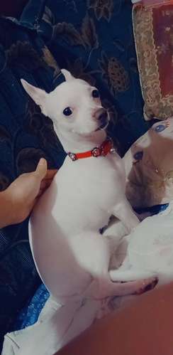 Chihuahuas puros cabeza de manzana