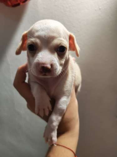 Chihuahuas puros cabeza de manzana
