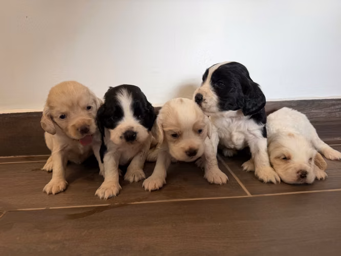 VENTA DE COCKER SPANIEL INGLÉS  - Imagen 2