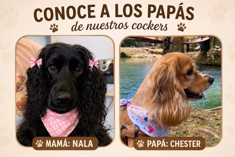 Cockers spaniel  1 macho y 2 hembras - Imagen 6