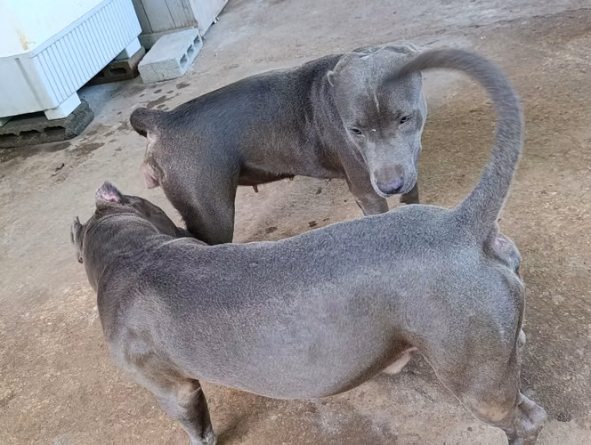 PITBULL BLUE 2 MACHOS UNA HEMBRA - Imagen 4