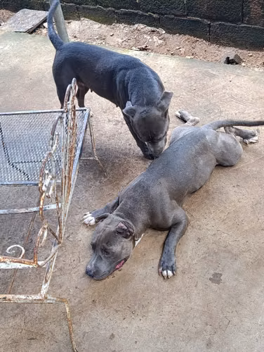 PITBULL BLUE 2 MACHOS UNA HEMBRA - Imagen 5