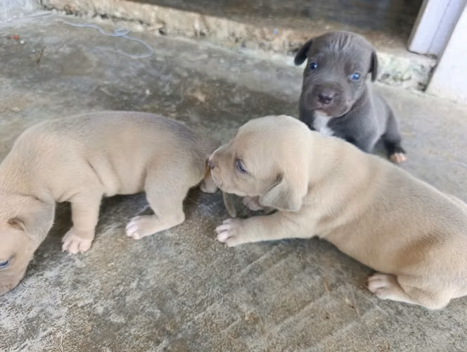 PITBULL BLUE 2 MACHOS UNA HEMBRA - Imagen 3