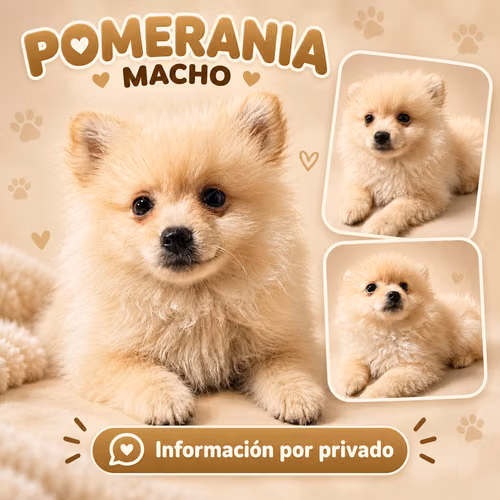 Hembra y dos machos  - Imagen 3