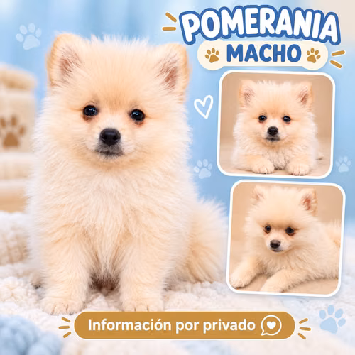 Hembra y dos machos  - Imagen 2