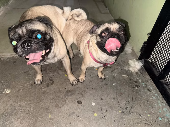 PUG MACHO  - Imagen 2