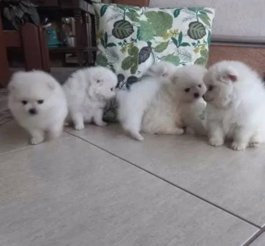 Bebés pomeranian 