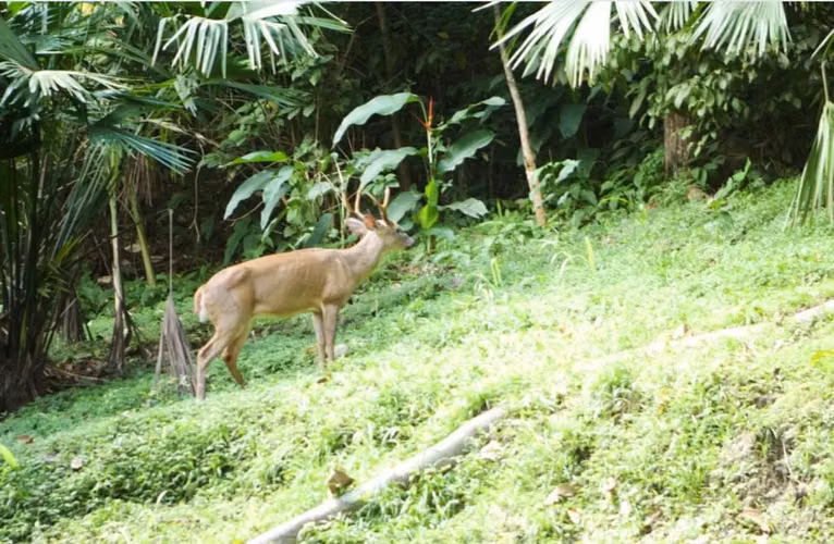 Se L’Aquila cuarto en la selva de Ancón - Imagen 3