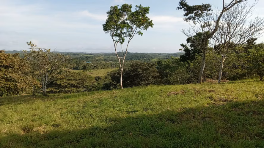OFERTA-LA CHORRERA- POTRERO GRANDE, SE VENDE PROPIEDAD TITULADA, 10000 METROS - Imagen 11