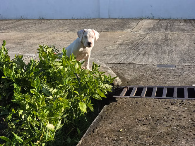 Cachorro Dogo Argentino