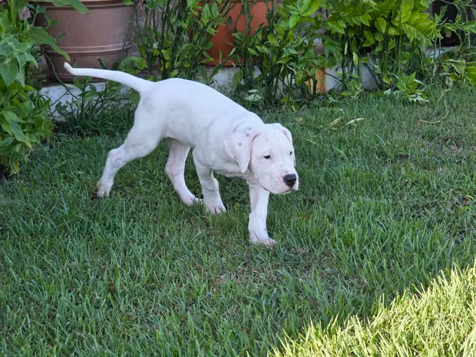 Cachorro Dogo Argentino