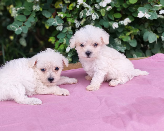 Poodle mini - Imagen 3