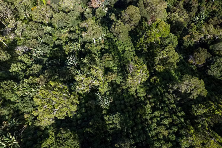 Terreno agrícola en Boquete, Panamá - Imagen 8