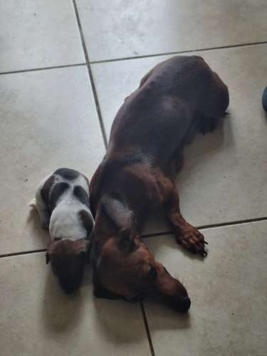Se Vende Salchicha Piebal