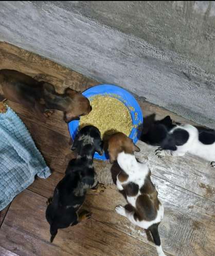 Se Vende Salchicha Piebal