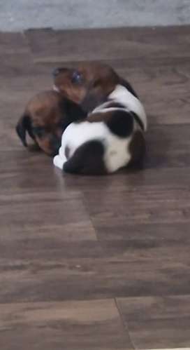 Se Vende Salchicha Piebal