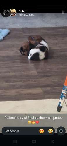 Se Vende Salchicha Piebal
