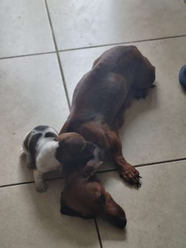 Se Vende Salchicha Piebal