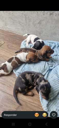 Se Vende Salchicha Piebal