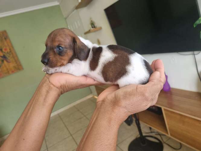 Sell Salchicha Piebal