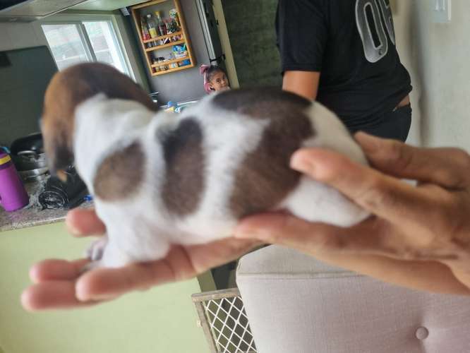 Se Vende Salchicha Piebal