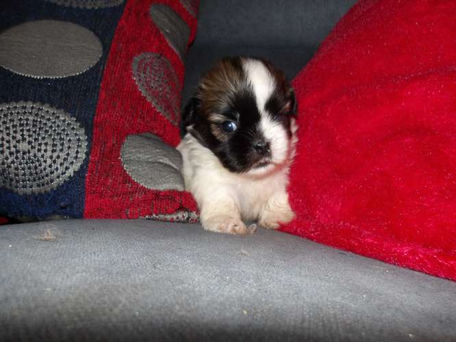 Cachorros de shih tzu 