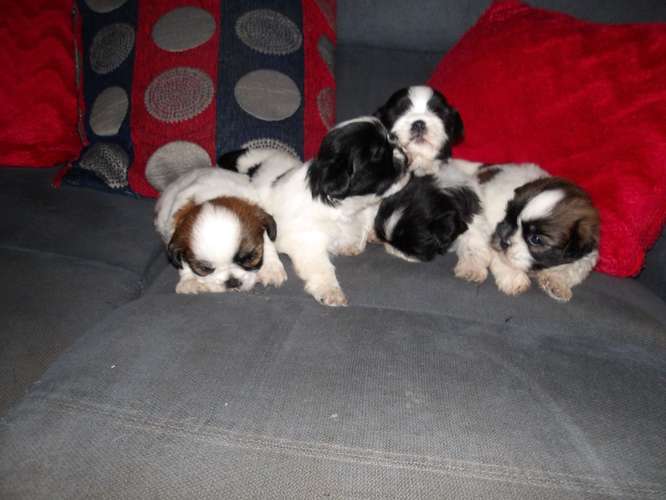 Shih tzu cachoros