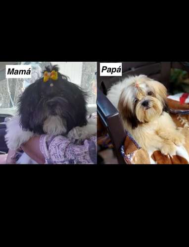 Cachorros de shih tzu 