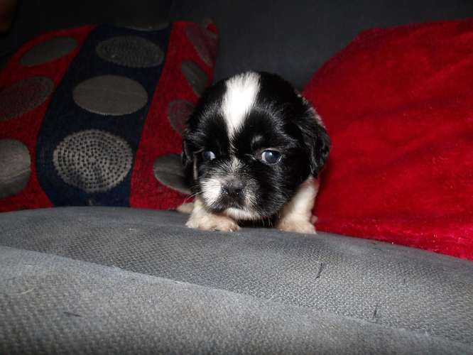 Cachorros de shih tzu 