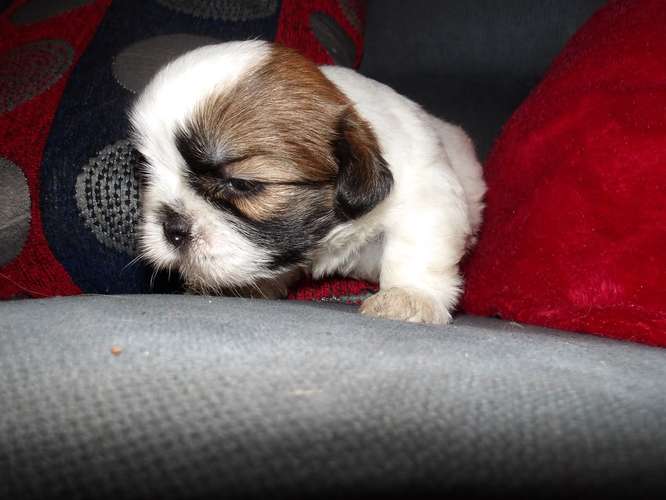 Cachorros de shih tzu 