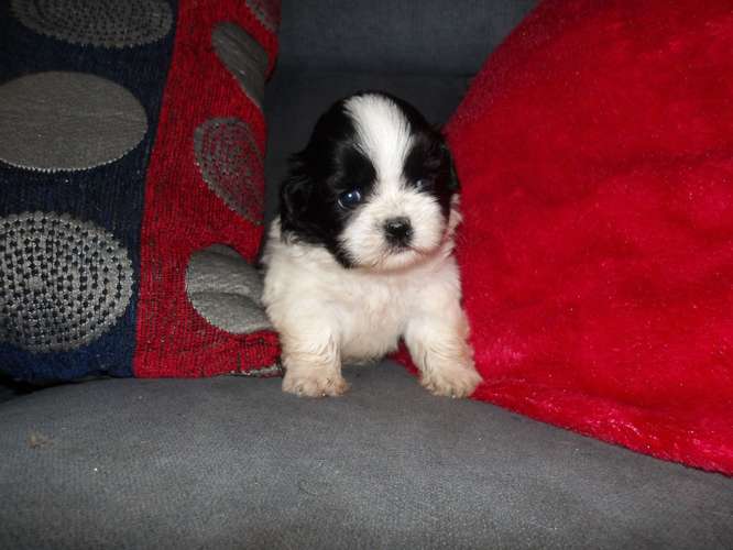 Cachorros de shih tzu 