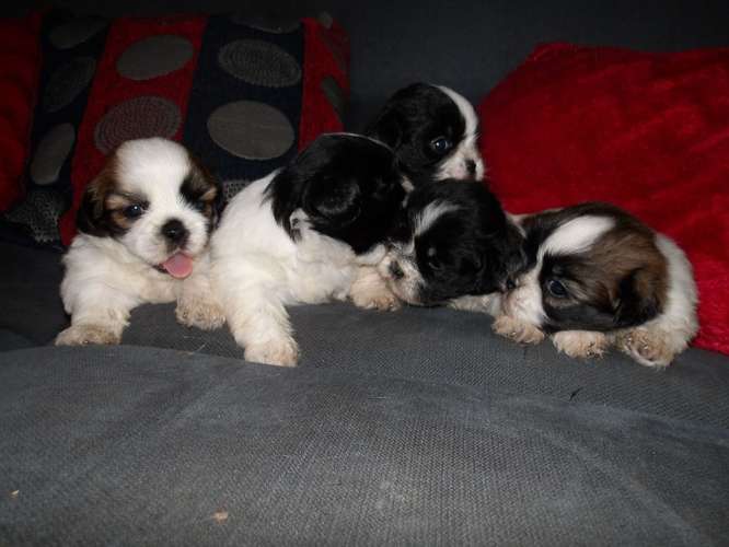 Cachorros de shih tzu 