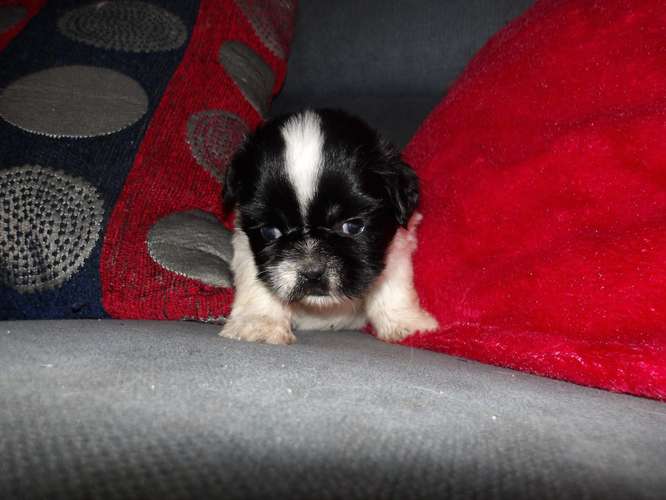 Cachorros de shih tzu 