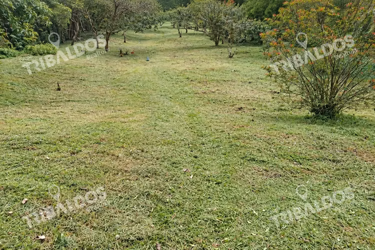 Venta de terreno Ecoturístico a 8km de el pueblo de El Valle de Antón - Imagen 8