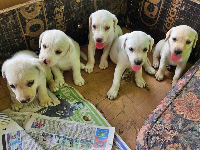 I sell pure-haired puppies